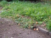 Odplevelovací kartáč IP 70